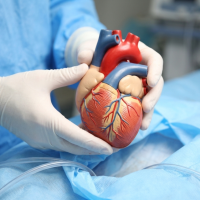 Rappresentazione grafica di un cuore umano; esperti in responsabilit&agrave; medica per errori nelle terapie farmacologiche e gestione patologie cardiache.